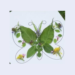 August 23 - Nature's Butterfly